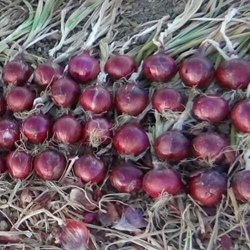 BB ALO 0797