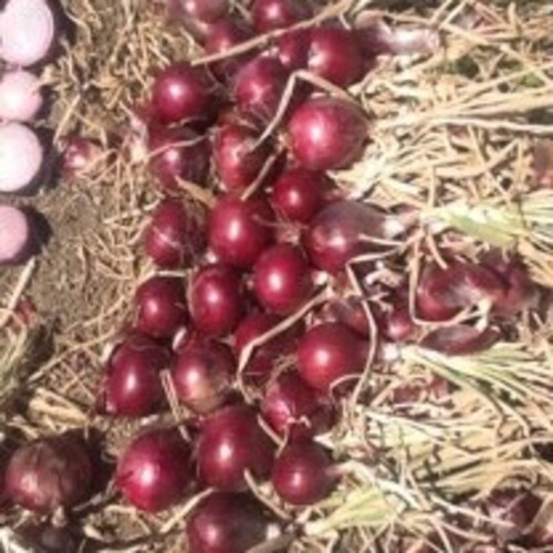 BB ALO 0811