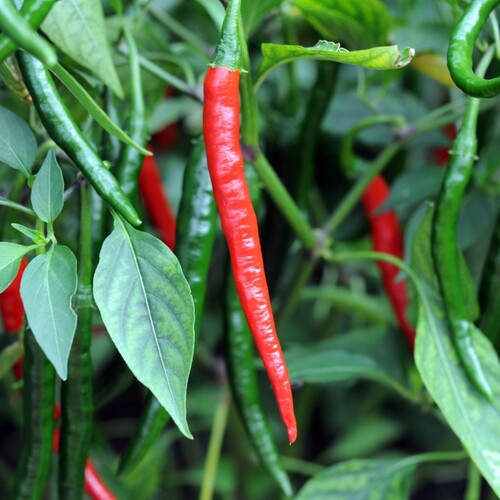 Cayenne