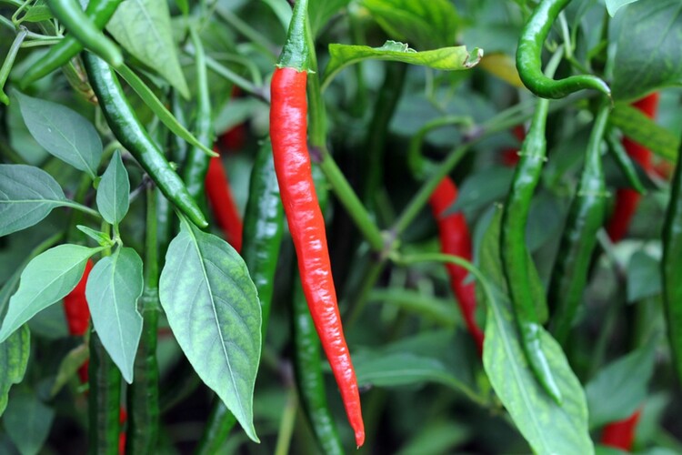 Cayenne