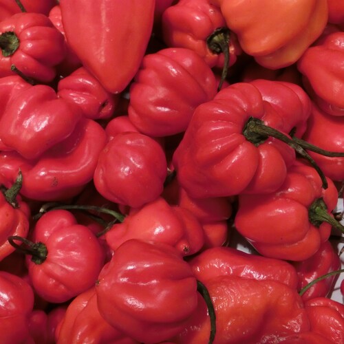 Habanero red