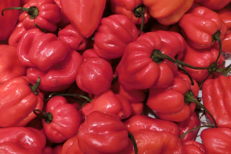Habanero red