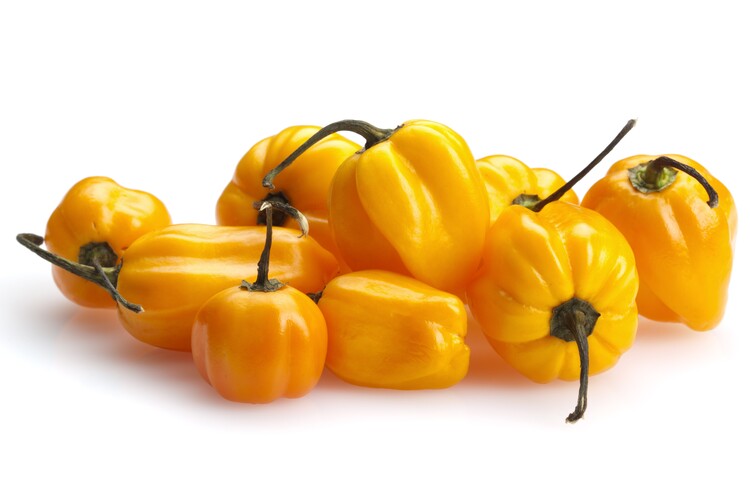 Habanero yellow