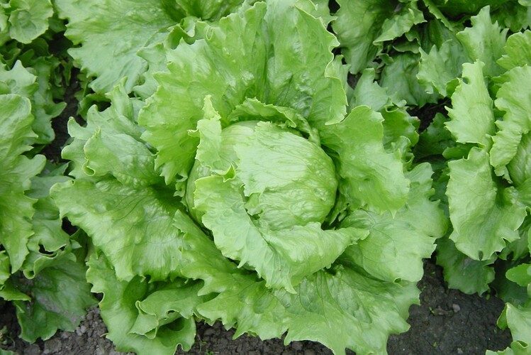 Saladin
