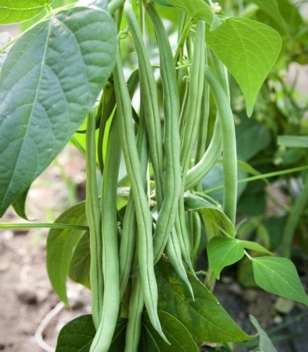 Saphiros