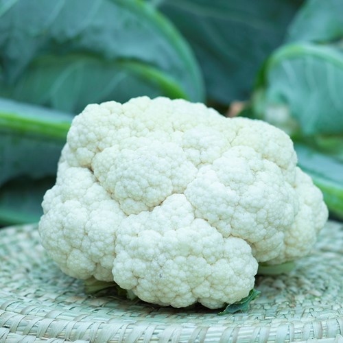 Summer White Snow
