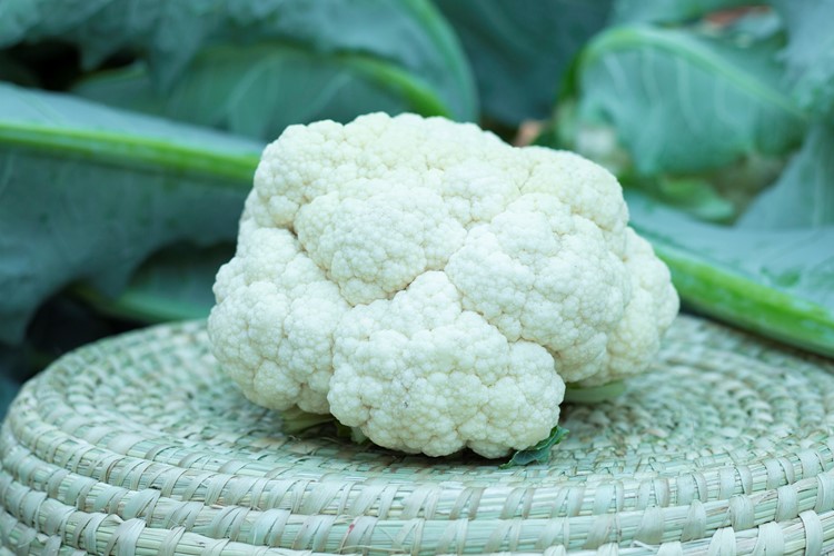 Summer White Snow