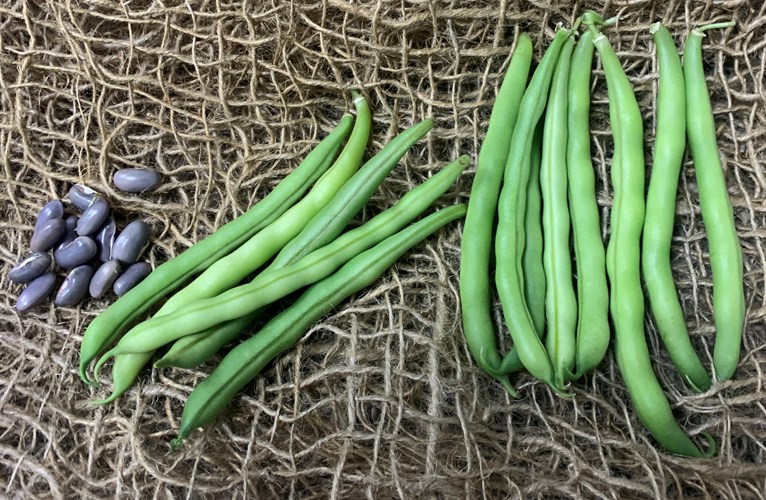 Sunray