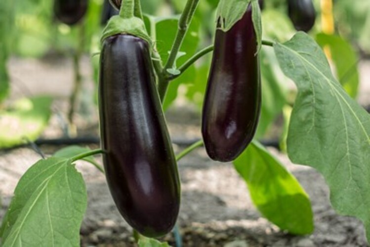Violetta Lunga 2
