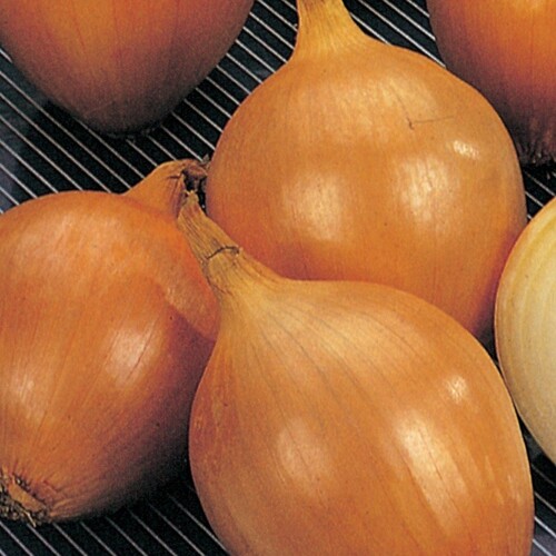 Yellow sweet spanish