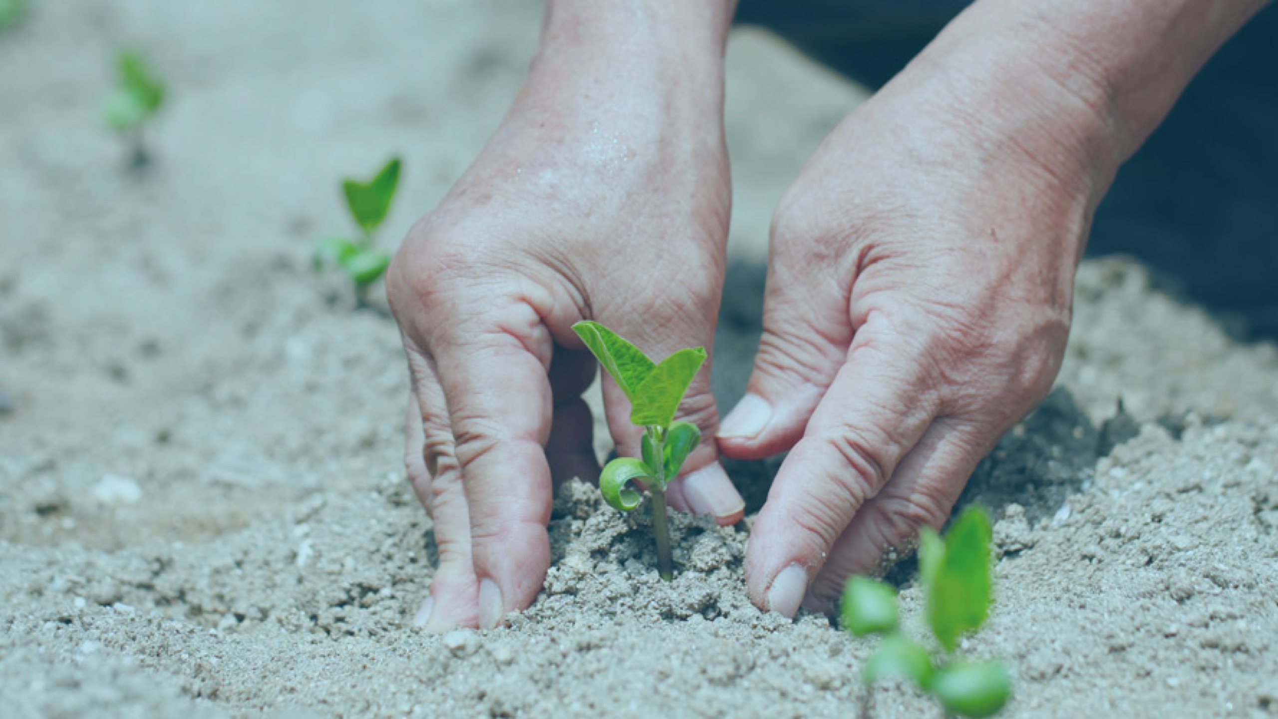 Planting