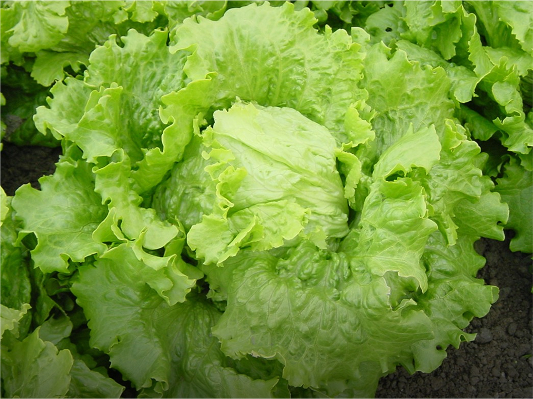 Lettuce