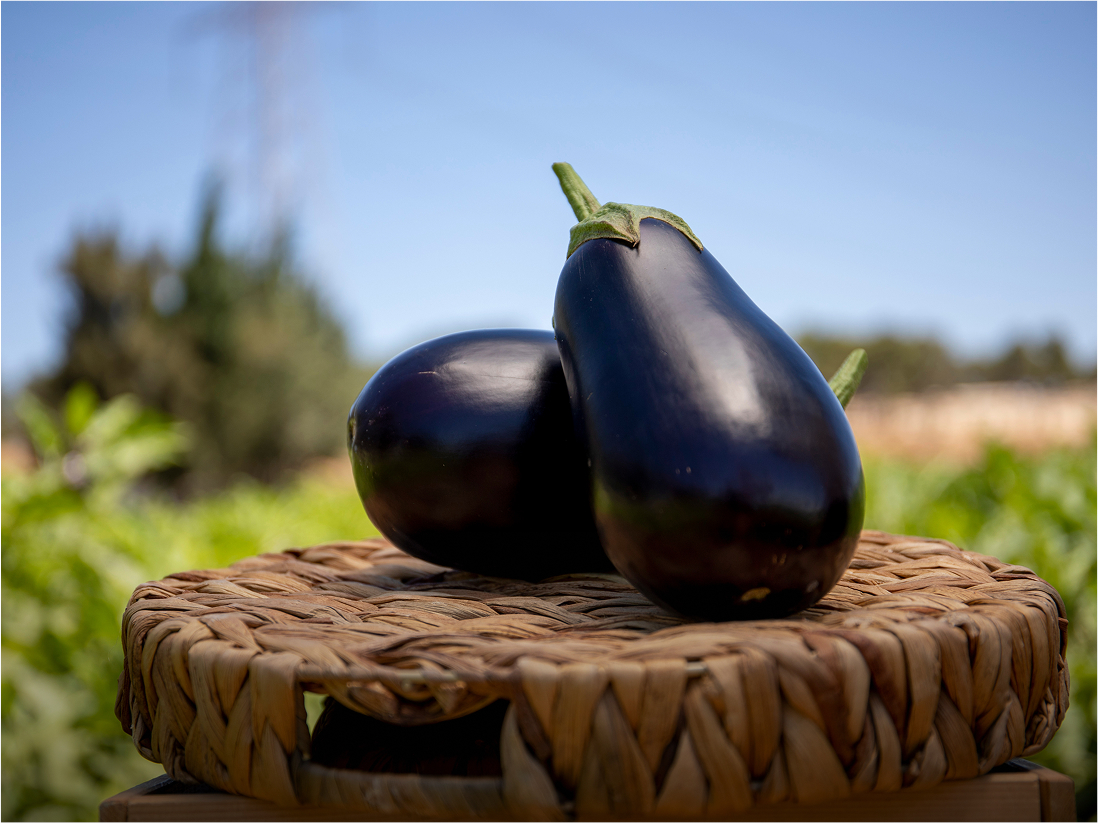 Eggplant