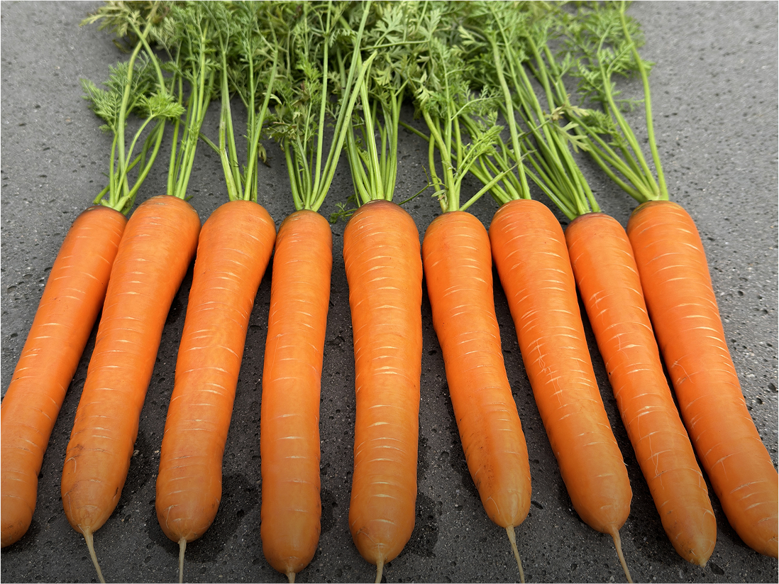 Carrot