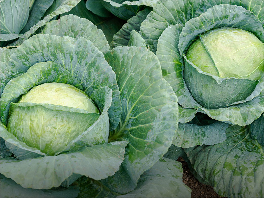 Cabbage