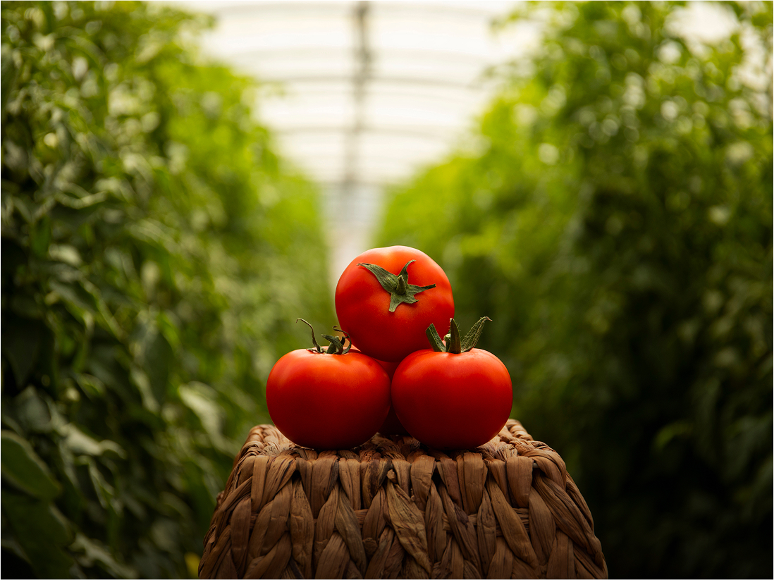 Tomato