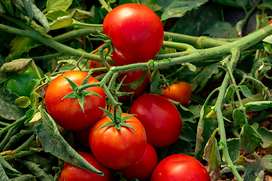 Tomato – Best in class in all types