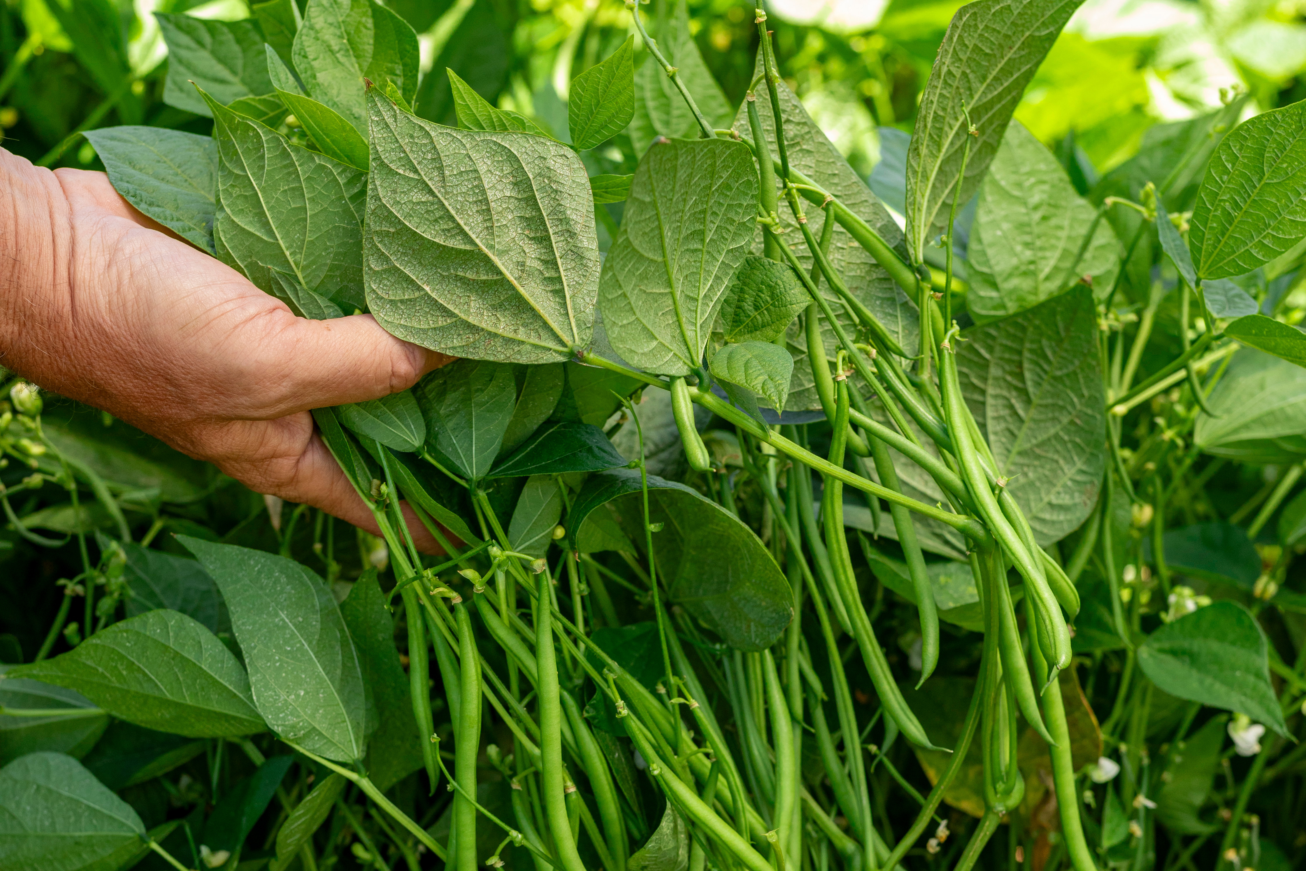 Beans – Signature crop with high quality
