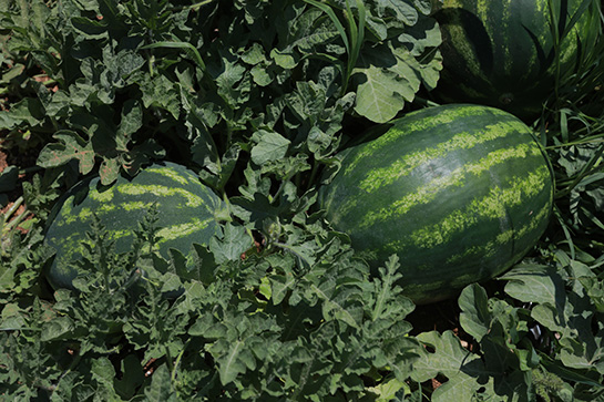 Cucumber, Summer Squash and Watermelon – Upstarts with great potentia
