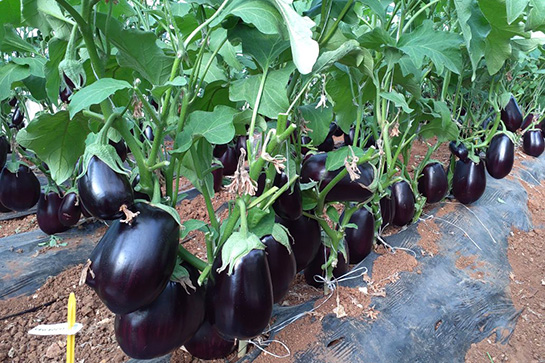 Eggplant – Dark black with high yield