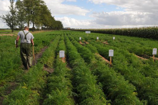 Carrots – Nantes surprise