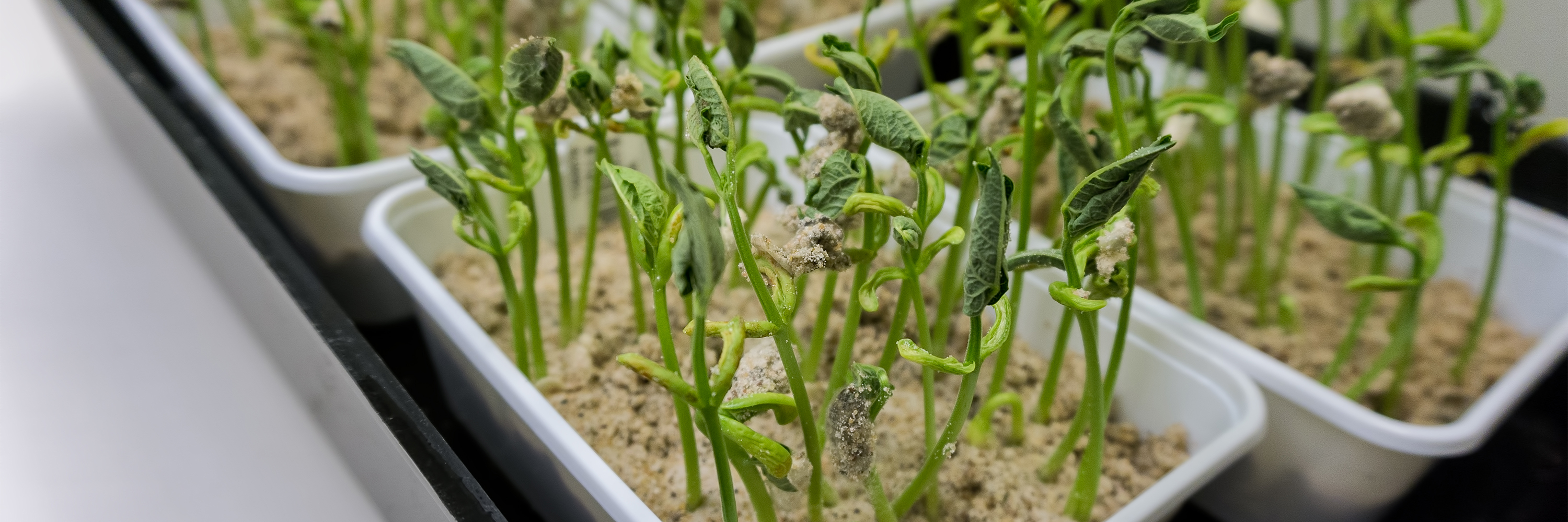 All our varieties are created using natural breeding techniques.